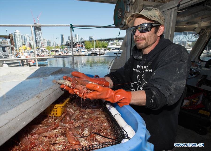 CANADA-VANCOUVER-SPOT PRAWN-OPENING SEASON