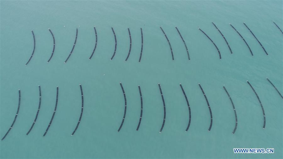 #CHINA-GUANGDONG-NAN'AO-DRIED LAVER (CN)