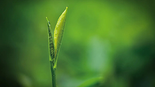 這片樹葉，改變了世界！