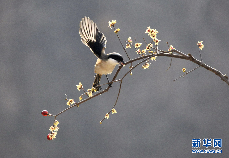 元旦假期拍鳥(niǎo)隨感