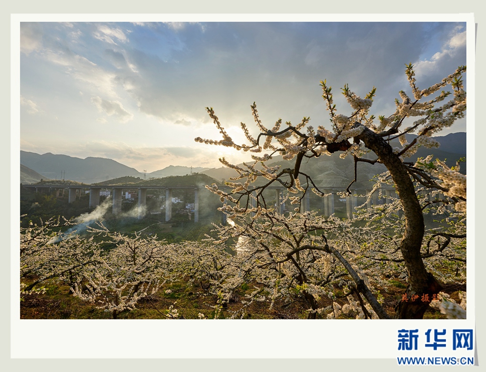 李花白，彩霞紅，春意濃