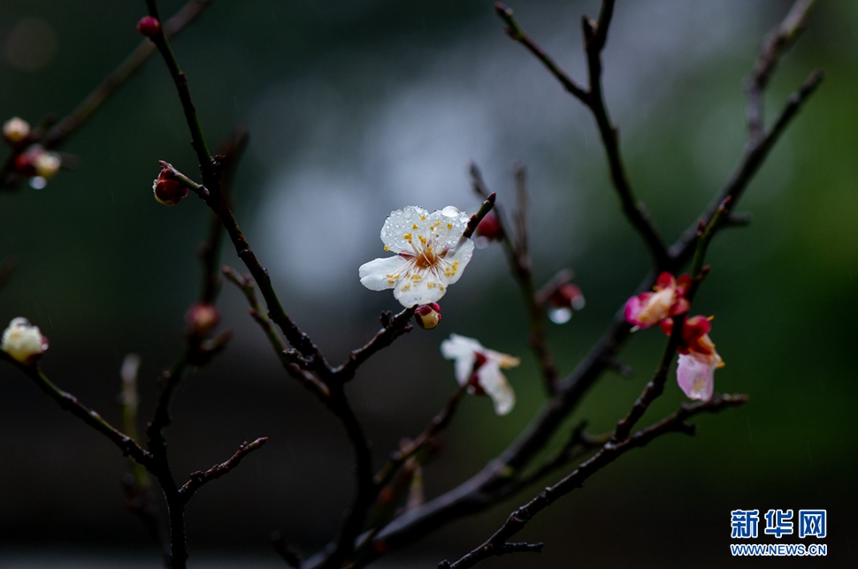 疏影橫斜，暗香浮動(dòng)