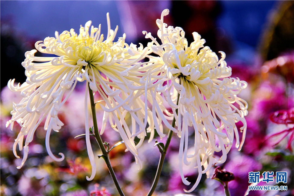 金秋時節(jié)，菊潤車城