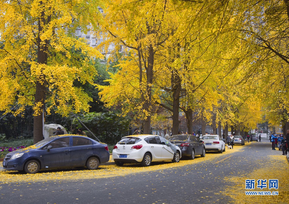 冬日暖陽(yáng)，成都的銀杏已滿(mǎn)地
