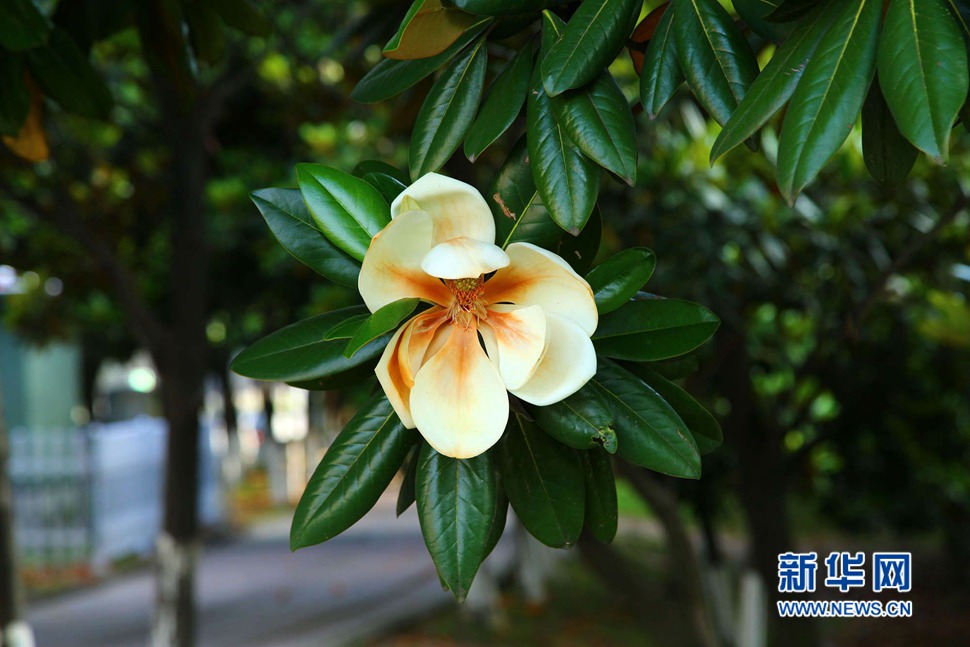 樹蔭里聞香識玉蘭