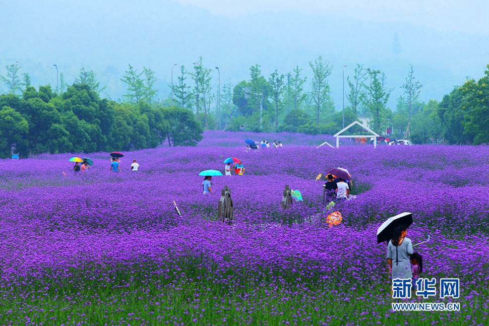 雨中游蓀湖花海，美翻了！