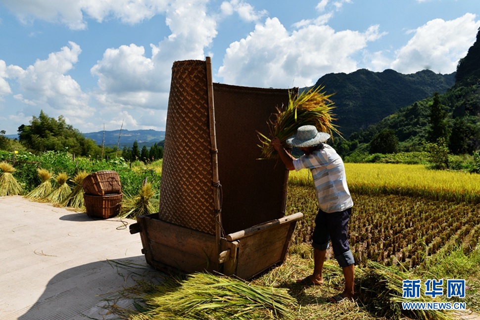金秋時(shí)節(jié)稻谷香