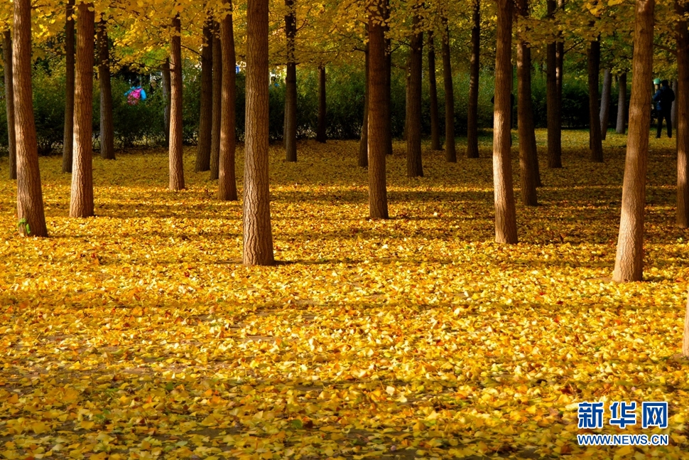 奧林匹克森林公園的秋色