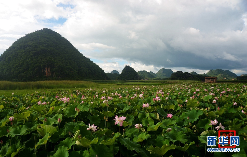 一生一世，萬(wàn)畝荷花