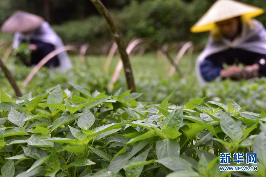 #（社會(huì)）（9）立夏將至農(nóng)事忙 