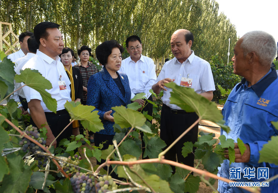 8月9日，中共中央政治局委員、中央統(tǒng)戰(zhàn)部部長、中央代表團副團長孫春蘭率中央代表團三分團，先后赴內(nèi)蒙古自治區(qū)烏海市、阿拉善盟看望各族干部群眾。這是孫春蘭在烏海市漢森酒業(yè)集團的葡萄種植園了解葡萄種植情況。新華社記者 任軍川 攝