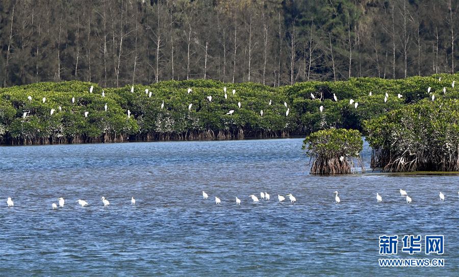 （圖文互動(dòng)）（2）十年樹木、紅樹成林&mdash;&mdash;&ldquo;海上森林&rdquo;回歸記