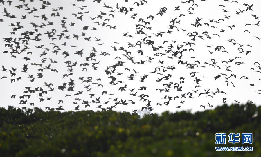 （圖文互動）（3）十年樹木、紅樹成林&mdash;&mdash;&ldquo;海上森林&rdquo;回歸記