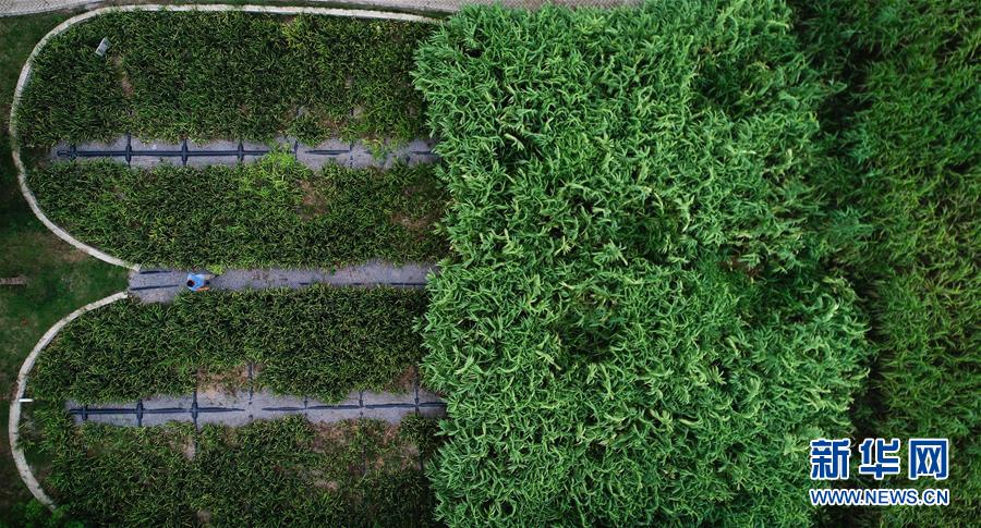 （在習(xí)近平新時(shí)代中國特色社會(huì)主義思想指引下&mdash;&mdash;新時(shí)代新作為新篇章&middot;圖文互動(dòng)）（3）稀奇！治污濕地成了休閑公園&mdash;&mdash;江蘇蘇州全域推進(jìn)農(nóng)村生活污水治理