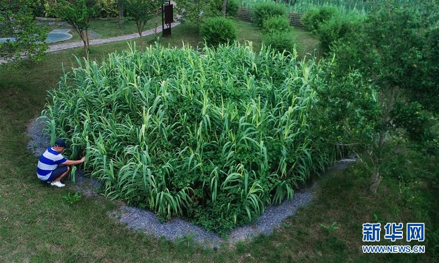 （在習(xí)近平新時(shí)代中國特色社會(huì)主義思想指引下&mdash;&mdash;新時(shí)代新作為新篇章&middot;圖文互動(dòng)）（4）稀奇！治污濕地成了休閑公園&mdash;&mdash;江蘇蘇州全域推進(jìn)農(nóng)村生活污水治理