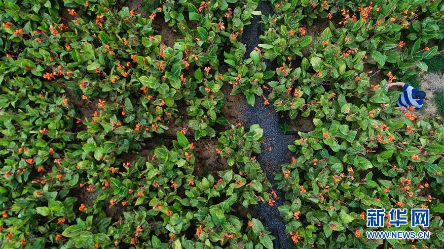 （在習(xí)近平新時(shí)代中國特色社會(huì)主義思想指引下&mdash;&mdash;新時(shí)代新作為新篇章&middot;圖文互動(dòng)）（5）稀奇！治污濕地成了休閑公園&mdash;&mdash;江蘇蘇州全域推進(jìn)農(nóng)村生活污水治理