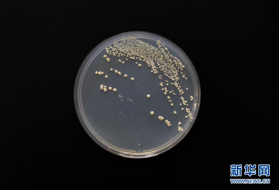 （科技）（4）中國&ldquo;創(chuàng)造&rdquo;世界首例單條染色體真核細(xì)胞