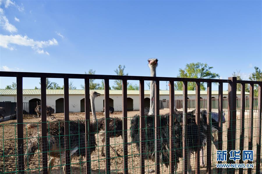 (在習(xí)近平新時(shí)代中國(guó)特色社會(huì)主義思想指引下——新時(shí)代新作為新篇章·圖文互動(dòng))(1)庫(kù)布其競(jìng)相演繹“點(diǎn)沙成金”傳奇