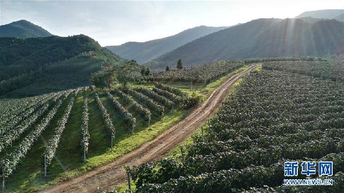 （百城百縣百企調(diào)研行&middot;圖文互動）（7）吉林集安：邊陲&ldquo;綠色明珠&rdquo;為何如此閃亮？