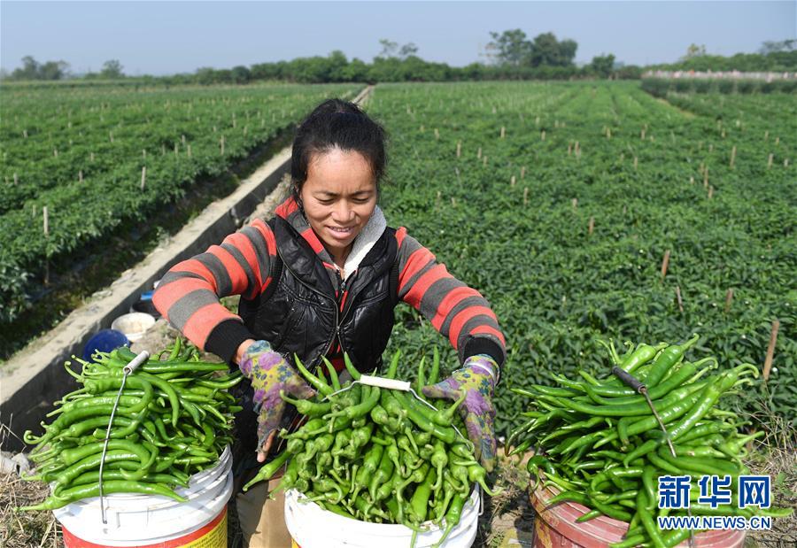 (輝煌60年·壯美新廣西·圖文互動(dòng))(2)攜手描繪八桂大地上的美麗畫卷——寫在廣西壯族自治區(qū)成立60周年之際