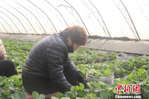 正值隆冬時(shí)節(jié)，山西省長治市長子縣天寒地凍，最低氣溫已有零下十幾度，當(dāng)?shù)氐氖卟舜笈飪?nèi)卻&ldquo;春意盎然&rdquo;、生機(jī)勃勃?！⊥蹙S寧 攝