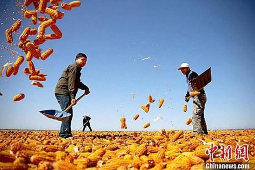 資料圖。農(nóng)民揮動(dòng)鐵锨晾曬玉米，使得滿地盡帶“黃金甲”，成為一道靚麗的風(fēng)景線。趙琳 攝