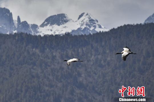 圖為在納帕海濕地上空飛翔的黑頸鶴。　劉冉陽 攝