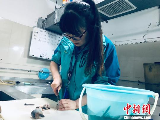 于雅麗在餌料操作間，準(zhǔn)備著動物們的食物?！“瑧c龍 攝