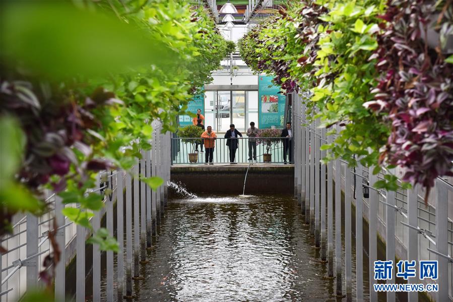 （壯麗70年&middot;奮斗新時代&middot;圖文互動）（10）山東壽光：一棵&ldquo;菜&rdquo;興一座城 
