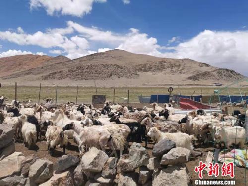 圖為羊群正從羊圈里出來。 謝藝觀 攝