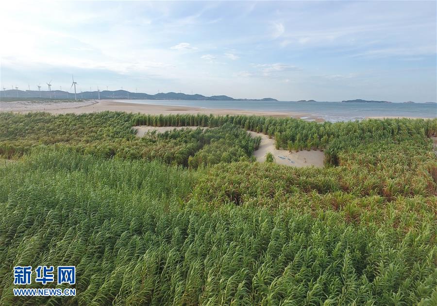 （不忘初心、牢記使命·圖文互動(dòng)）（2）拳拳寸草心 濃濃報(bào)國情——記“菌草之父”林占熺