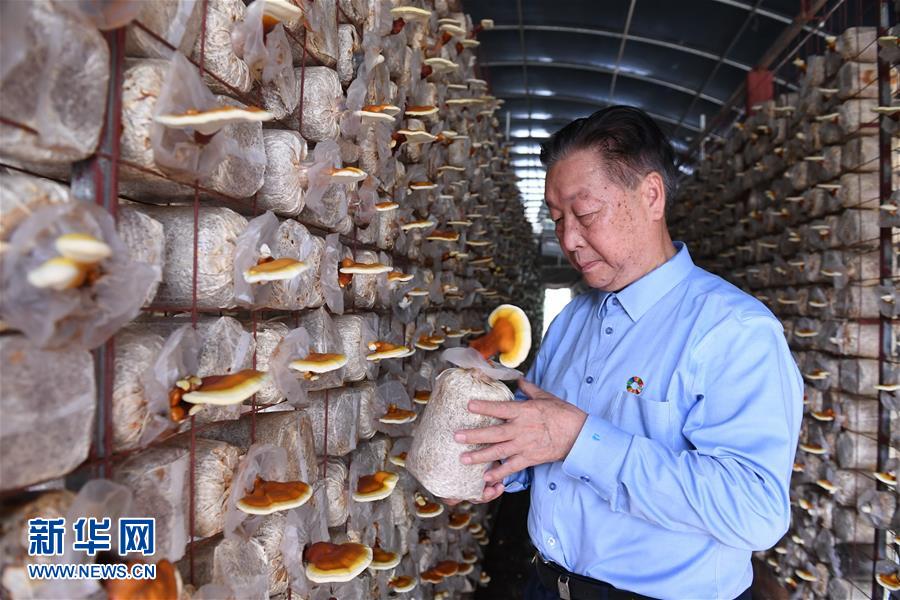（不忘初心、牢記使命·圖文互動(dòng)）（1）拳拳寸草心 濃濃報(bào)國情——記“菌草之父”林占熺