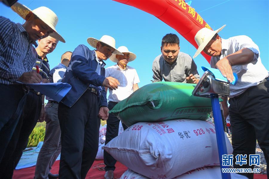 （圖文互動）（2）1046.3公斤！袁隆平第三代雜交水稻首次公開測產(chǎn)