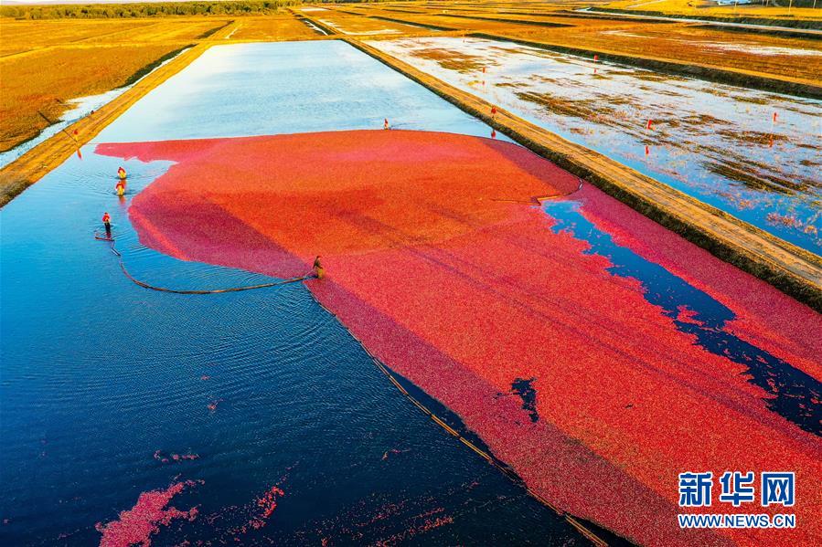 （脫貧攻堅&middot;圖文互動）（2）中國東極故事之五：蔓越莓為什么這樣紅？