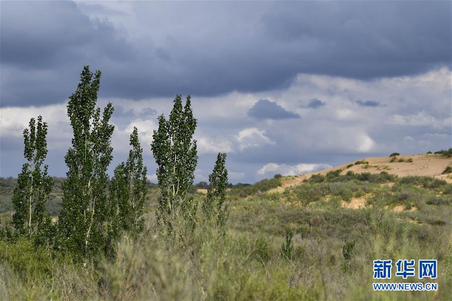 （在習近平新時代中國特色社會主義思想指引下&mdash;&mdash;新時代新作為新篇章&middot;總書記關切高質量發(fā)展&middot;圖文互動）（2）從一粒沙看不斷擴大的中國綠色版圖