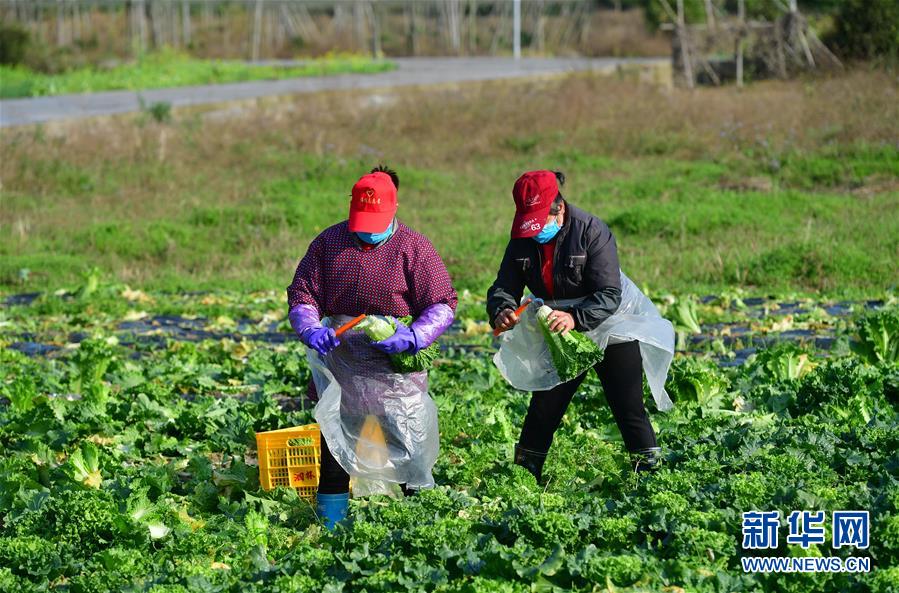 （圖文互動）（3）廣西桂林：&ldquo;借力+接力&rdquo;新鮮蔬菜進(jìn)社區(qū)