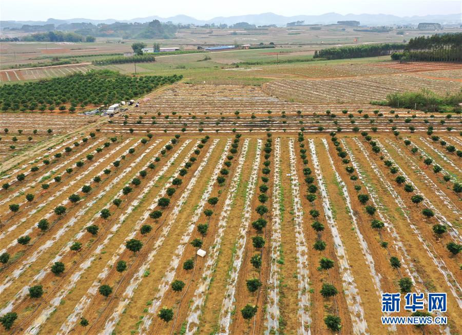 （抓好春耕備耕 穩(wěn)住農(nóng)業(yè)生產(chǎn)&middot;圖文互動(dòng)）（1）農(nóng)時(shí)不等人 扶貧不能拖&mdash;&mdash;種瓜大村春耕生產(chǎn)見(jiàn)聞 