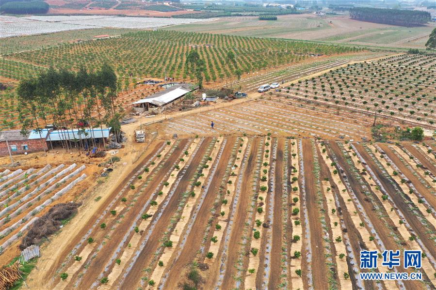 （抓好春耕備耕 穩(wěn)住農(nóng)業(yè)生產(chǎn)&middot;圖文互動(dòng)）（3）農(nóng)時(shí)不等人 扶貧不能拖&mdash;&mdash;種瓜大村春耕生產(chǎn)見(jiàn)聞 