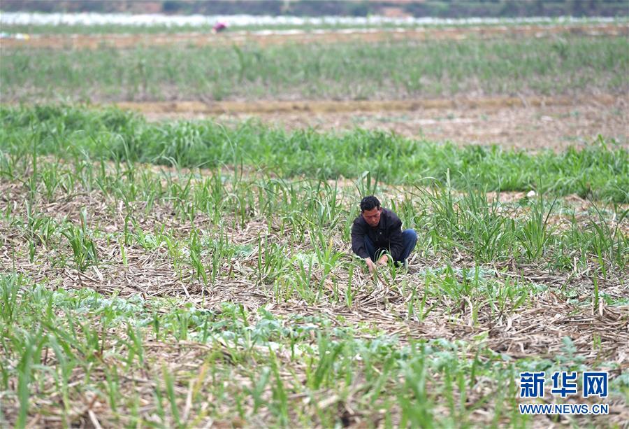 （抓好春耕備耕 穩(wěn)住農(nóng)業(yè)生產(chǎn)&middot;圖文互動(dòng)）（4）農(nóng)時(shí)不等人 扶貧不能拖&mdash;&mdash;種瓜大村春耕生產(chǎn)見(jiàn)聞 