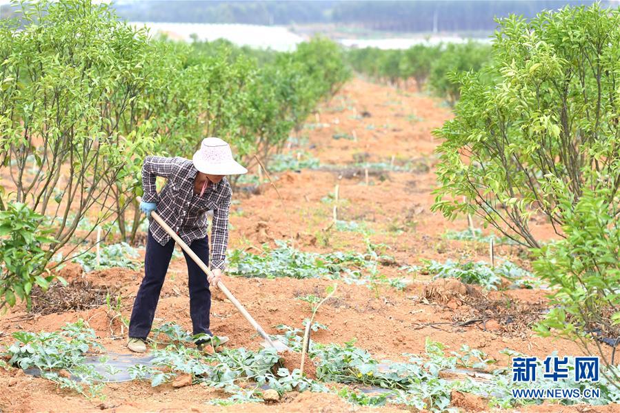 （抓好春耕備耕 穩(wěn)住農(nóng)業(yè)生產(chǎn)&middot;圖文互動(dòng)）（6）農(nóng)時(shí)不等人 扶貧不能拖&mdash;&mdash;種瓜大村春耕生產(chǎn)見(jiàn)聞 