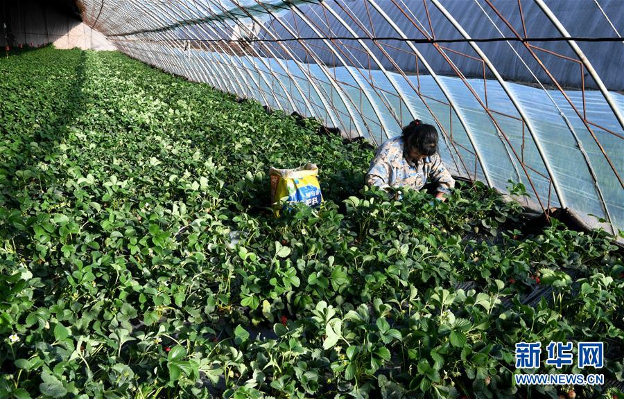 （在習近平新時代中國特色社會主義思想指引下&mdash;&mdash;新時代新作為新篇章&middot;習近平總書記關(guān)切事&middot;圖文互動）（3）戰(zhàn)&ldquo;疫&rdquo;要勁時，戰(zhàn)&ldquo;貧&rdquo;再加把勁！&mdash;&mdash;中央各部門助力脫貧攻堅很給力