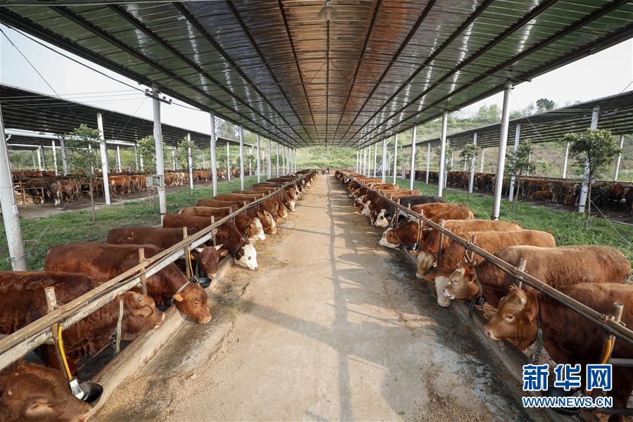 （圖文互動）（4）疏通產(chǎn)業(yè)鏈堵點(diǎn) 保障&ldquo;菜籃子&rdquo;供應(yīng)&mdash;&mdash;重慶養(yǎng)殖大區(qū)力促養(yǎng)殖業(yè)補(bǔ)損復(fù)產(chǎn)