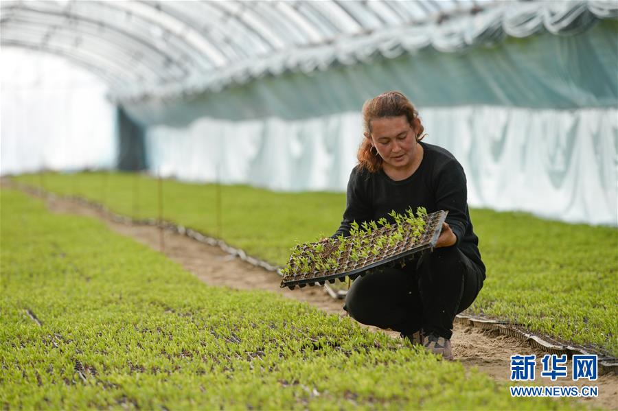 （決戰(zhàn)決勝脫貧攻堅(jiān)&middot;圖文互動(dòng)）（8）決戰(zhàn)昆侖&mdash;&mdash;新疆聚焦10個(gè)未摘帽縣展開深度貧困攻堅(jiān)戰(zhàn) 