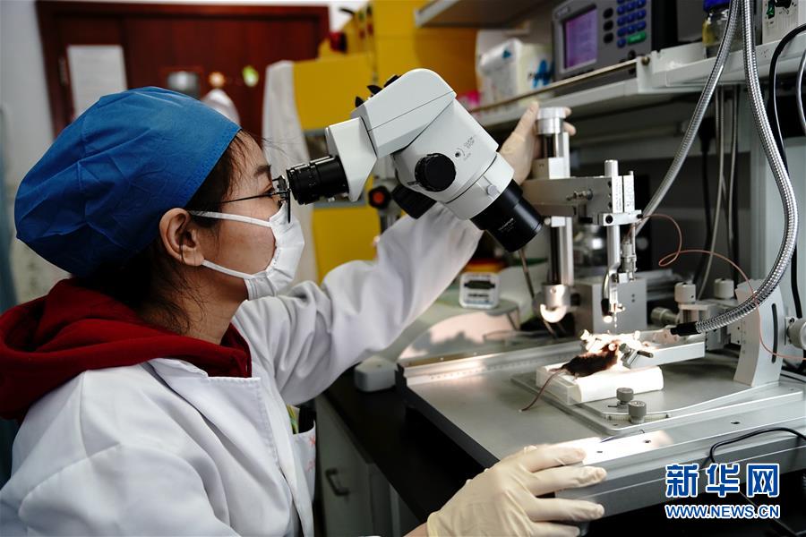 （圖文互動(dòng)）（2）攻擊行為如何被大腦控制？科學(xué)家在小鼠大腦中發(fā)現(xiàn)&ldquo;調(diào)節(jié)開(kāi)關(guān)&rdquo;