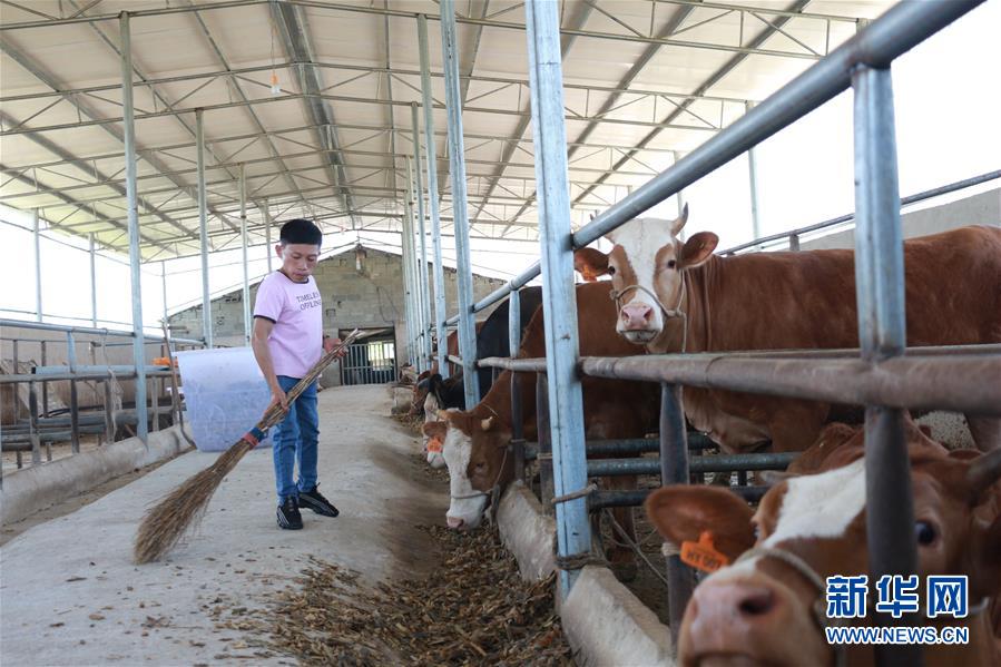 (新華全媒頭條·圖文互動(dòng))(7)刺梨花開(kāi)滿山紅——記在貴州脫貧攻堅(jiān)一線奮斗的殘疾人