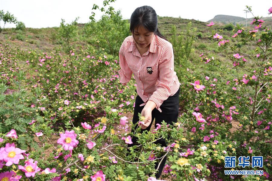 (新華全媒頭條·圖文互動(dòng))(11)刺梨花開(kāi)滿山紅——記在貴州脫貧攻堅(jiān)一線奮斗的殘疾人
