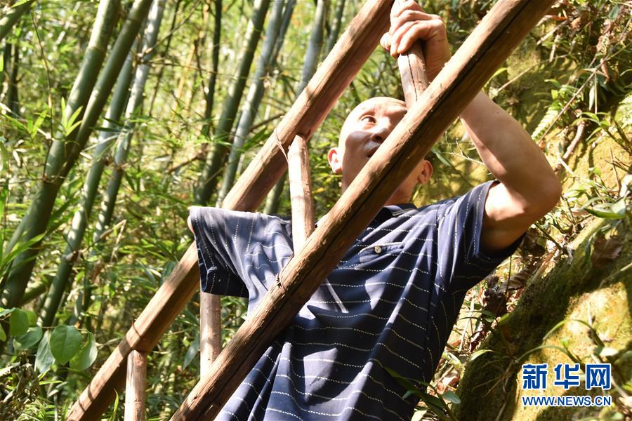 (新華全媒頭條·圖文互動(dòng))(12)刺梨花開(kāi)滿山紅——記在貴州脫貧攻堅(jiān)一線奮斗的殘疾人