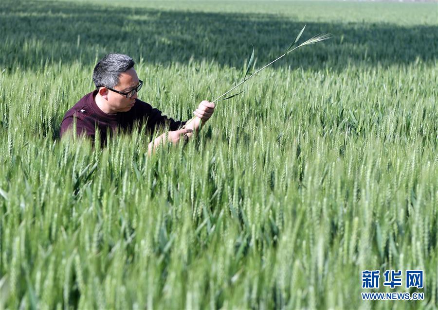 （在習(xí)近平新時(shí)代中國特色社會(huì)主義思想指引下——新時(shí)代新作為新篇章·習(xí)近平總書記關(guān)切事·圖文互動(dòng)）（5）新農(nóng)事、新希望——夏收前田間新動(dòng)態(tài)掃描
