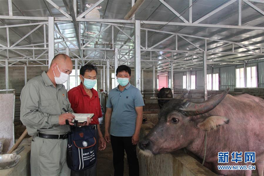 （決戰(zhàn)決勝脫貧攻堅&middot;圖文互動）（1）駐村第一書記當起&ldquo;蝦農(nóng)&rdquo;&ldquo;牛倌&rdquo;