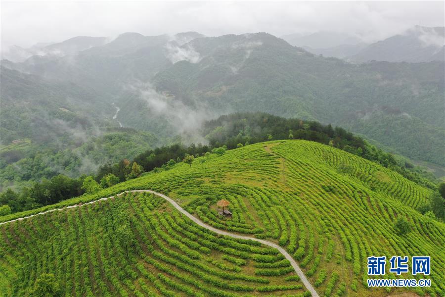 （走向我們的小康生活·圖文互動）（8）綠了青山，紅了日子——秦巴山區(qū)群眾繪出小康“調(diào)色板”